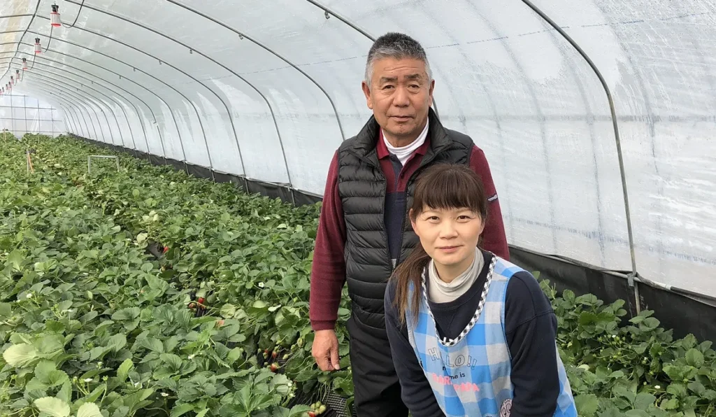 いちごハウスかわかみの生産者である川上さん